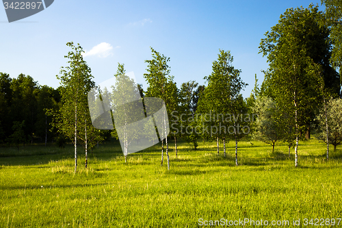 Image of   trees in  summer 