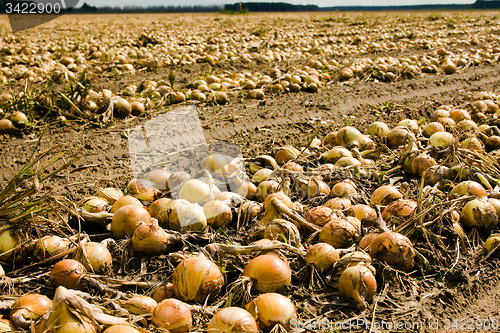 Image of the onion field.