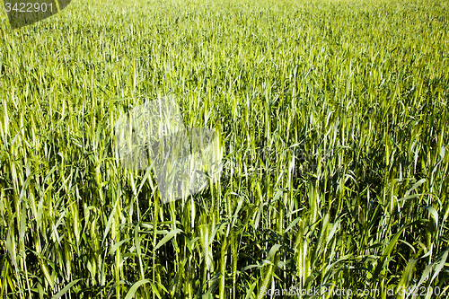 Image of  green unripe grains