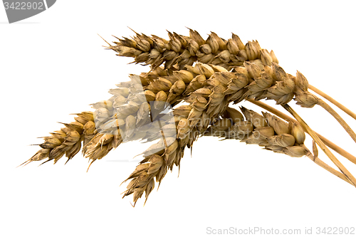 Image of ears of wheat  