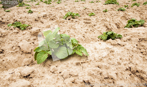 Image of potatoes plants  