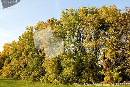 Image of trees  