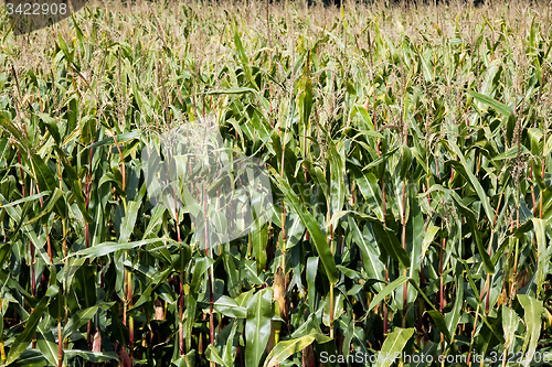 Image of  grow corn