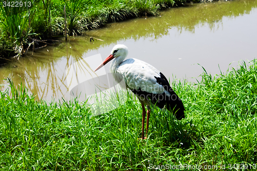 Image of White Stork