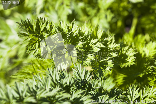 Image of carrots 