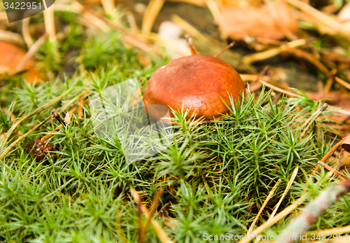 Image of Brown mushroom 