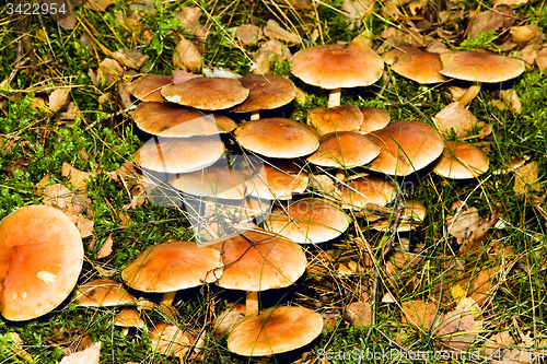 Image of   yellow mushrooms