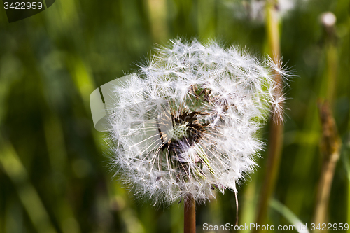 Image of white dandelion  