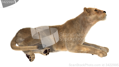 Image of Female Lion