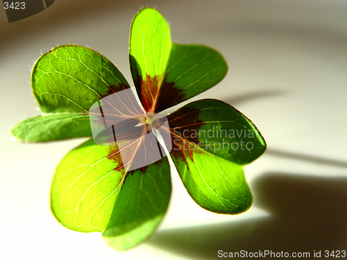 Image of lucky clover