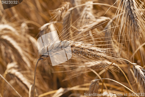 Image of the ripened cereals  