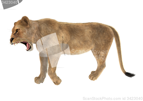 Image of Female Lion