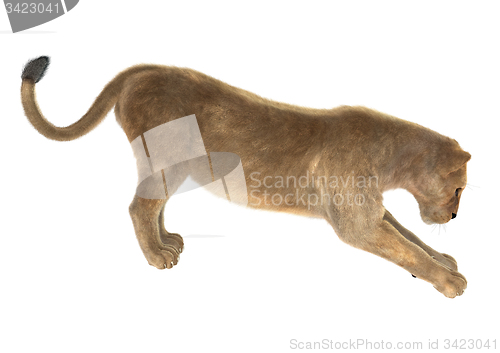 Image of Female Lion