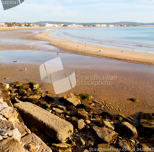 Image of abstract in morocco  sea africa ocean wave and  bird