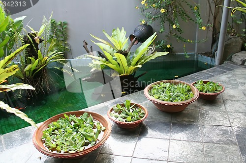 Image of Balinese decor plants