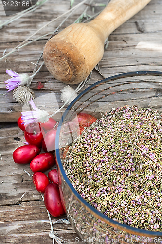 Image of Cornel berries with herbaceous medicinal shrub