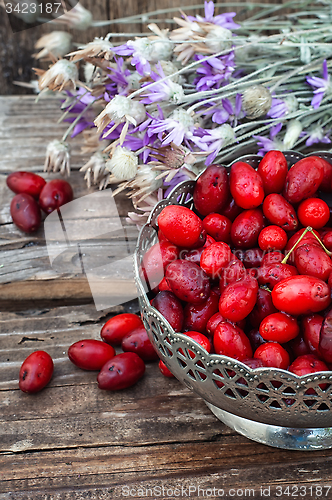 Image of Cornel berries with herbaceous medicinal shrub