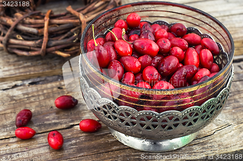 Image of Cornel berries with herbaceous medicinal shrub