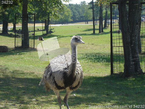 Image of Ostrich In The Wild