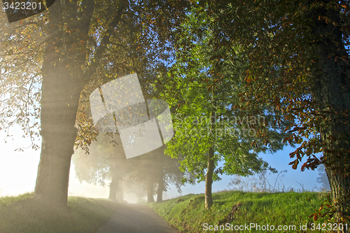 Image of Path in spring