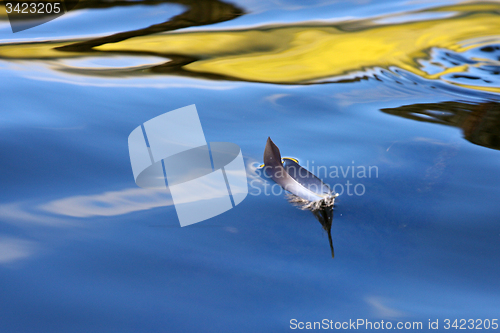 Image of Feather on a lake in Denmark with blue colour