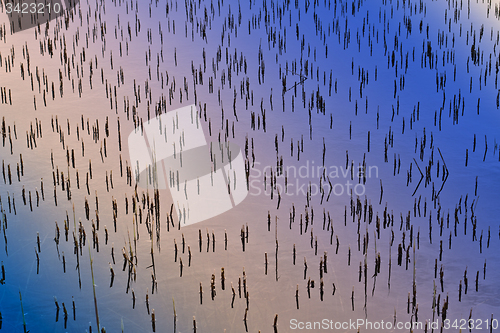 Image of Cut reeds on a lake in Denmark