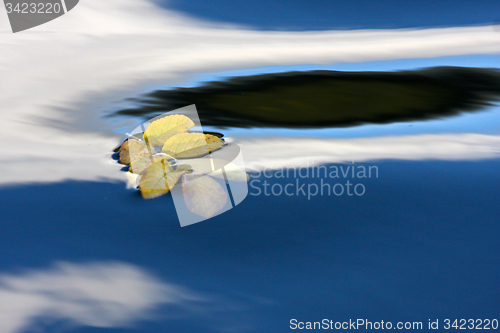 Image of yellow leaf on a lake in Denmark with blue colour