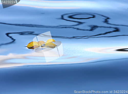 Image of yellow leaf on a lake in Denmark with blue colour