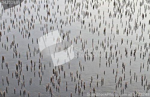 Image of Cut reeds on a lake in Denmark