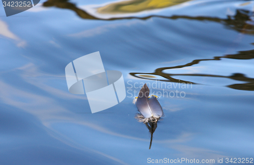 Image of Feather on a lake in Denmark with blue colour
