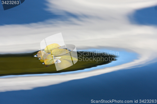 Image of yellow leaf on a lake in Denmark with blue colour