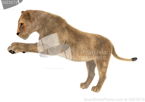 Image of Female Lion