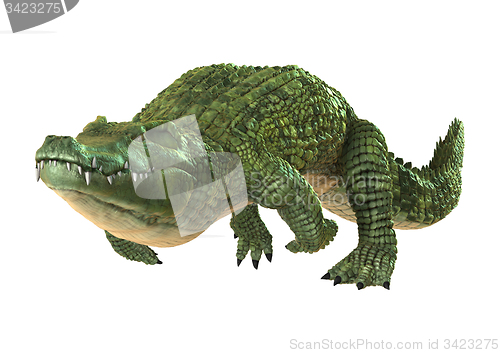 Image of Crocodile