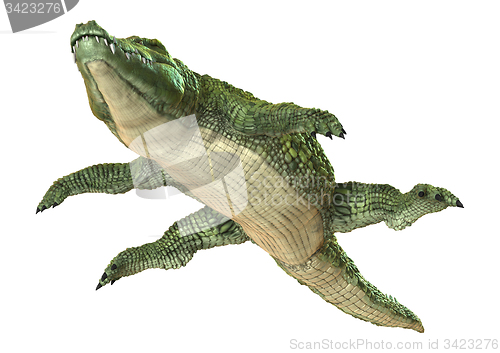 Image of Crocodile