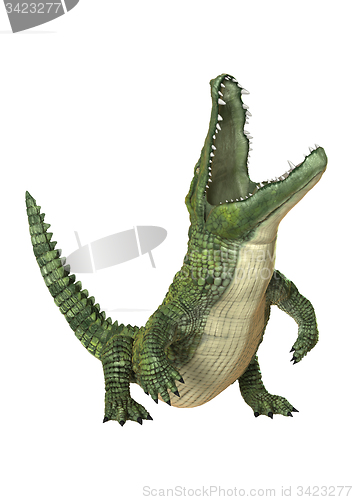 Image of Crocodile