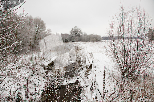 Image of Winter forest