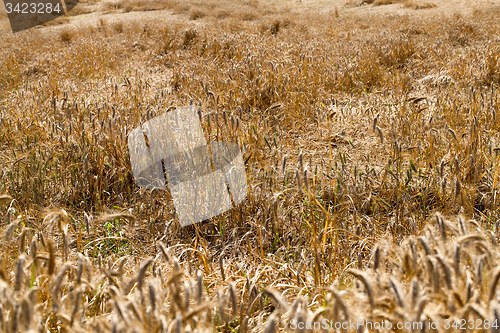 Image of damaged wheat