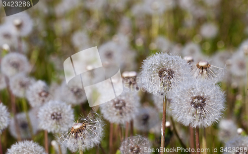 Image of Dandelion white  