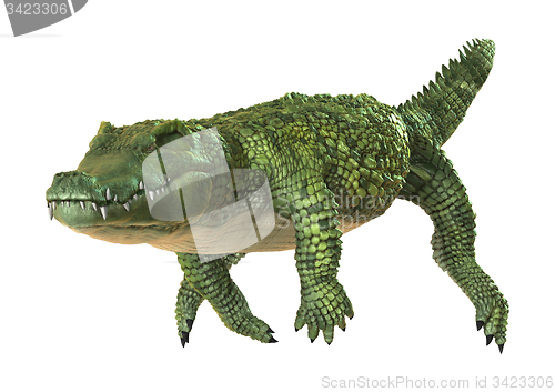 Image of Crocodile