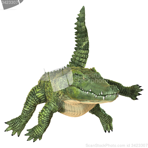 Image of Crocodile