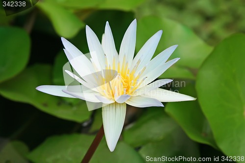 Image of Lotus flower