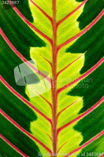 Image of Green leaf with red veins
