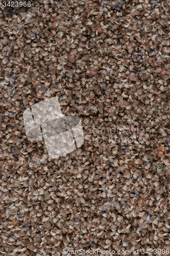 Image of Brown carpet