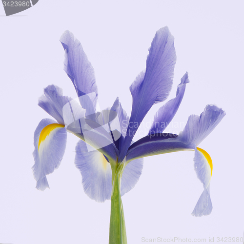 Image of Purple lily flower