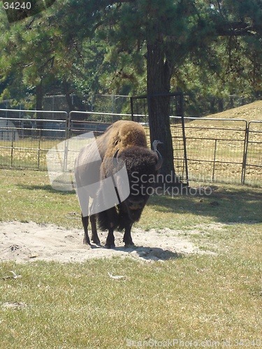 Image of Lonely Bison
