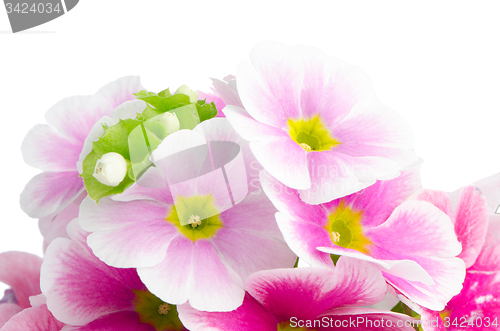 Image of Closeup of pink primrose 