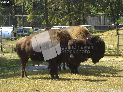 Image of Couple of Bison