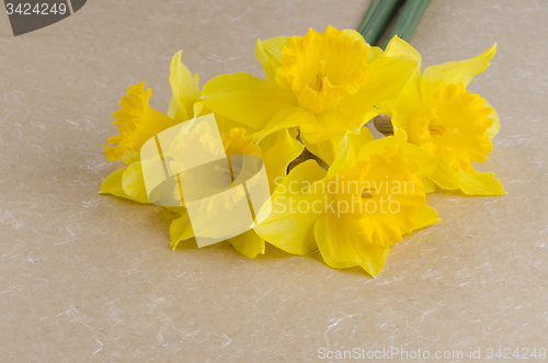 Image of Jonquil flowers