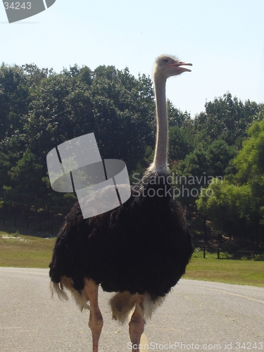 Image of Ostrich On The Road