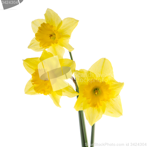 Image of Yellow jonquil flowers